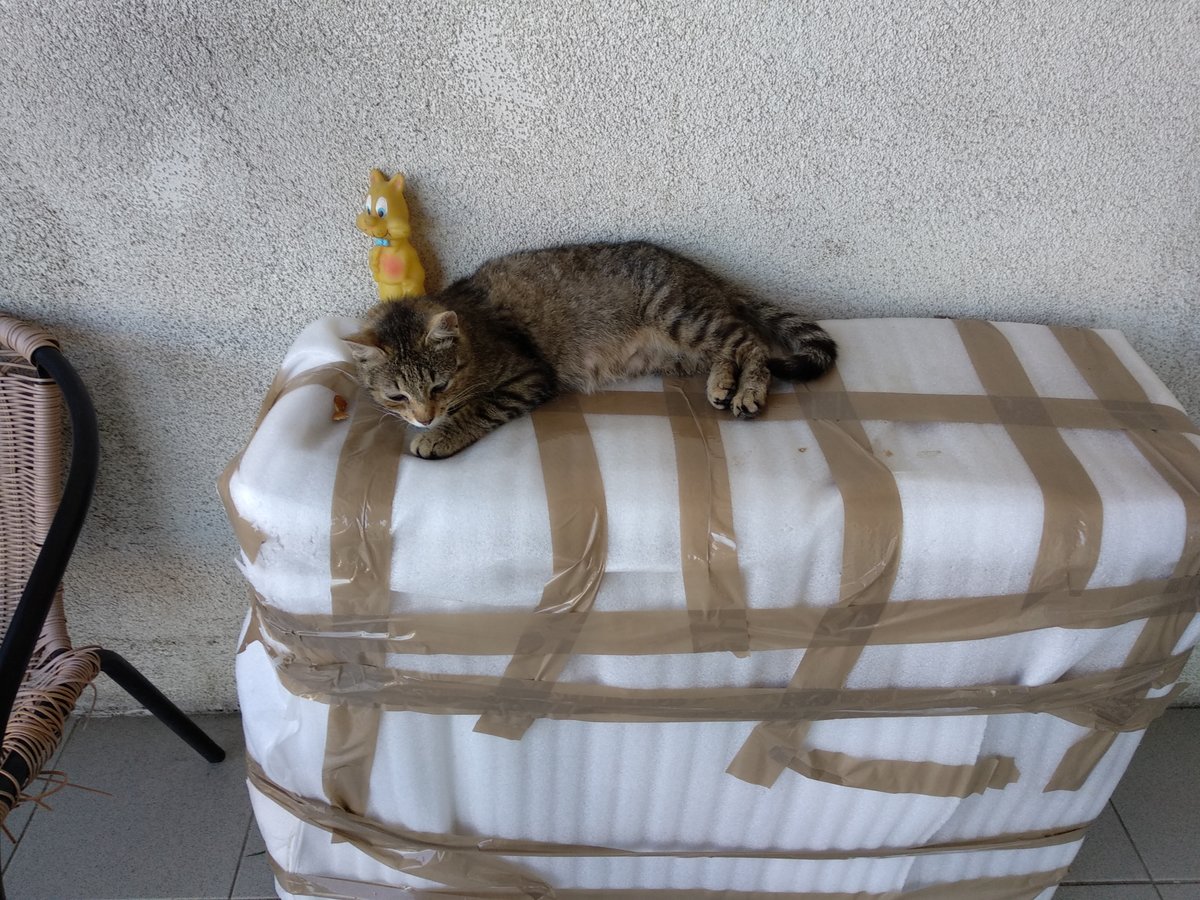 The company's cat mother
