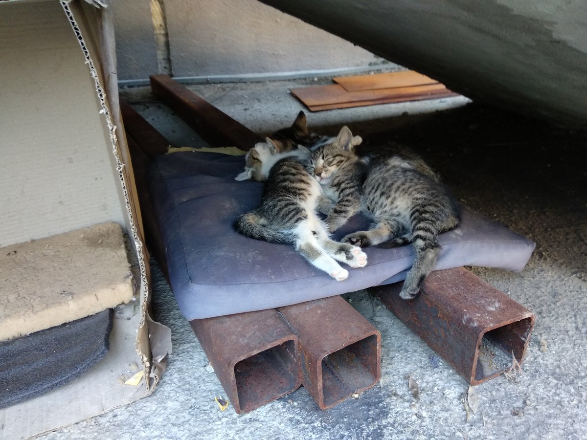 The company's kitten
