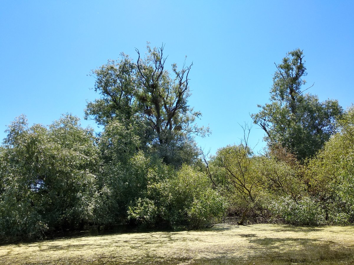 Cormorants' nests in the trees