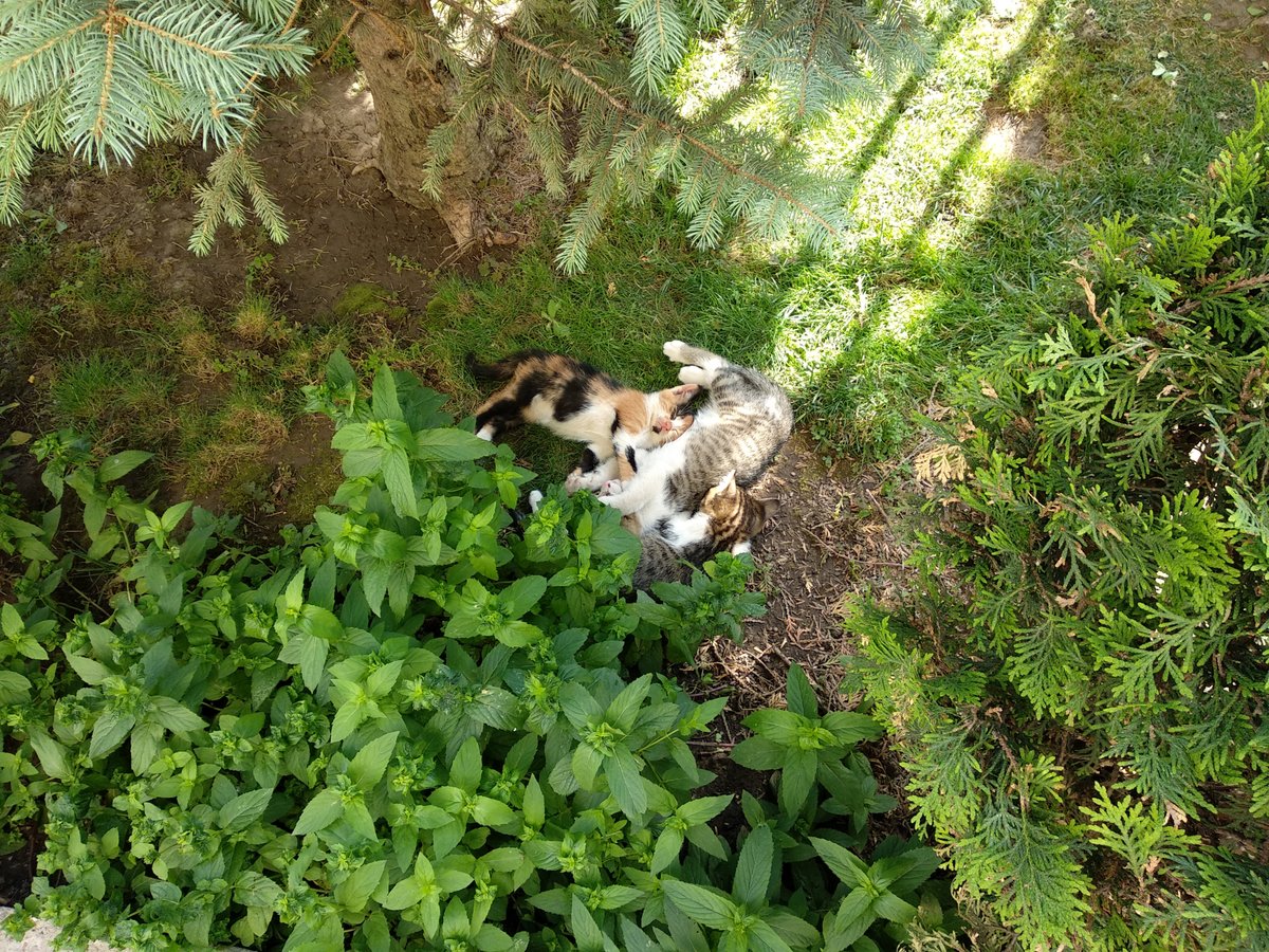 Company's cat family
